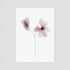 Pink Magnolia Floral Postcard